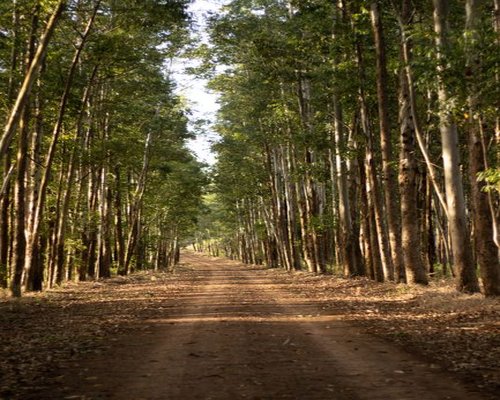 Dirt tracks surrounded by tall trees in Viveros de Coyoacan